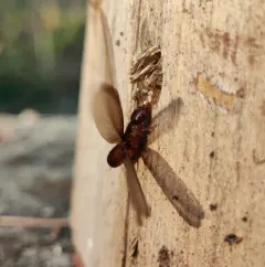 Nevada Dampwood Termite thumbnail 3