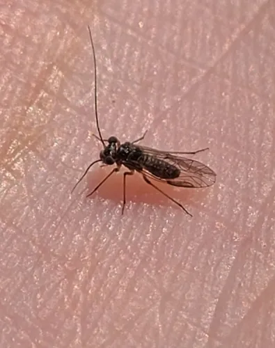 Mesopsocus laticeps