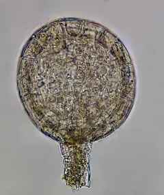 Bog Notchwort thumbnail 3