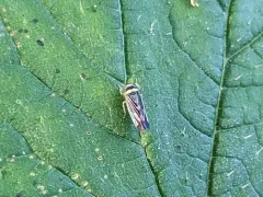 Colladonus mendicus thumbnail 3
