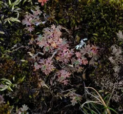 western lady's mantle thumbnail 4