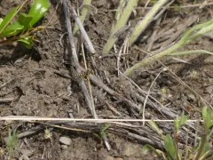 Eucerceris flavocincta thumbnail 2