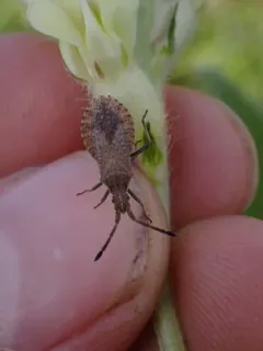 Coriomeris humilis thumbnail 2