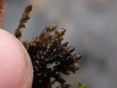 Jungermannia exsertifolia thumbnail 4