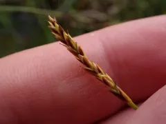 Yellow-flowered Sedge thumbnail 4
