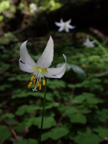 Quinault fawn-lily
