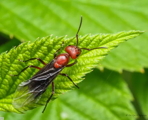 Formica aserva