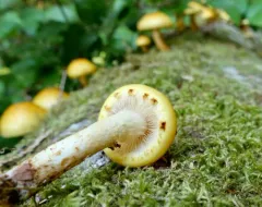 Chestnut Mushroom thumbnail 2