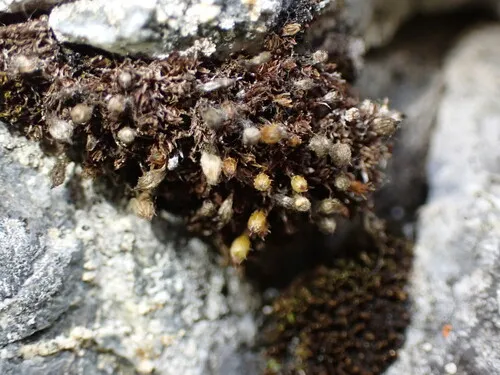 Hooded Bristle-moss