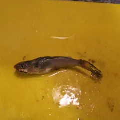 Channel Catfish thumbnail 3