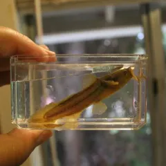 Tadpole Madtom thumbnail 3