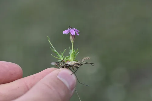 Moss Campion Anther Smut
