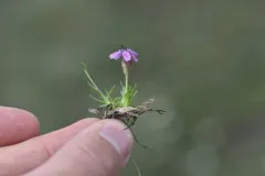 Moss Campion Anther Smut thumbnail 1