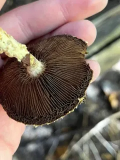 Stropharia scabella thumbnail 2