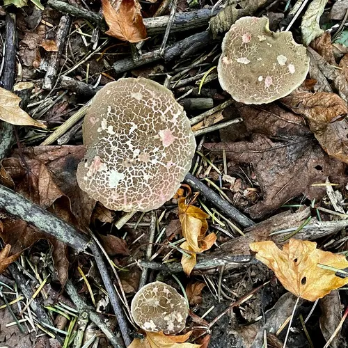 cracked-cap bolete