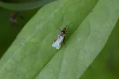 Hoplocyrtoma procera thumbnail 3