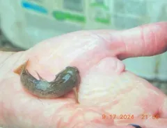 Bonneville Sculpin thumbnail 3