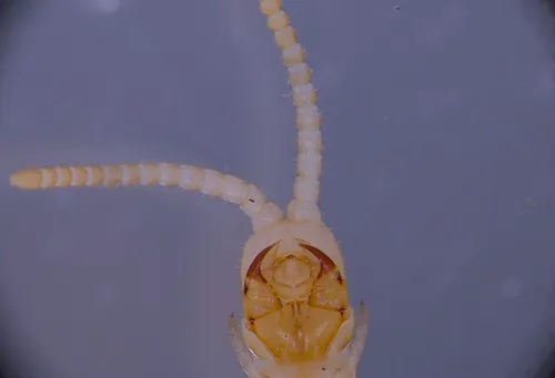 Western Yellow Centipede