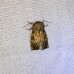 Burdock Stem Borer Moth thumbnail 4
