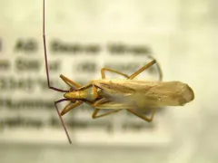 Litomiris debilis thumbnail 3