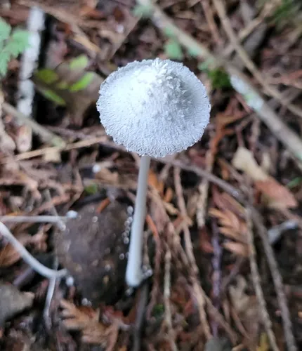 Snowy Inkcap