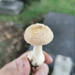 Poison Champagne Amanita thumbnail 4