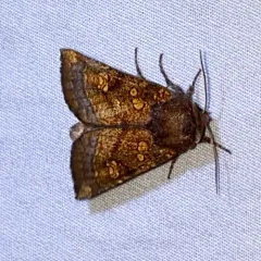 Aster Borer Moth thumbnail 4