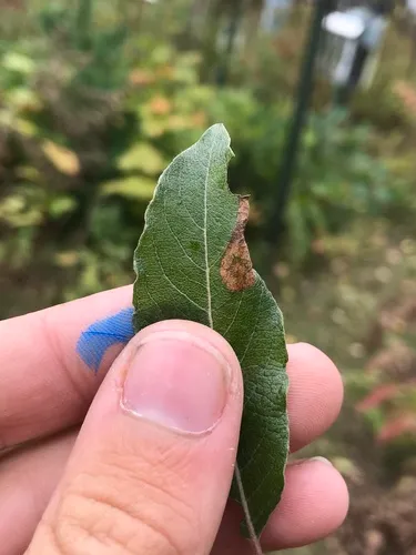 Phyllonorycter scudderella