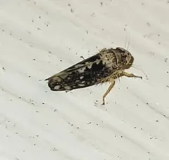 Prescottia lobata thumbnail 3