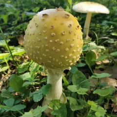 Great Funnel-Veil Amanita thumbnail 4