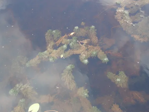 Largeleaf Peatmoss