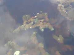 Largeleaf Peatmoss thumbnail 1