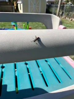 Areolate Woodwasp thumbnail 2