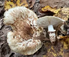False Matsutake thumbnail 3