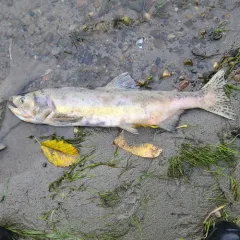 Pink Salmon thumbnail 4