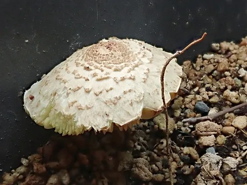 Lepiota elaiophylla