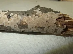 Peniophora cinerea thumbnail 2