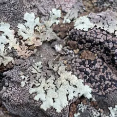 Peppered Rock-shield thumbnail 4
