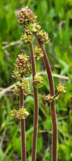 Yellowstone Saxifrage thumbnail 2