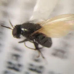 Lauxania shewelli thumbnail 3