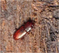 Cerylon castaneum thumbnail 3
