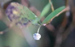 Monilinia vaccinii-corymbosi thumbnail 3