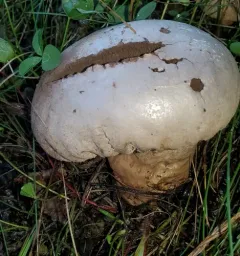 Pestle Puffball thumbnail 4
