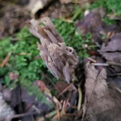 grey coral fungus thumbnail 3