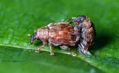 Piazorhinus pictus thumbnail 3