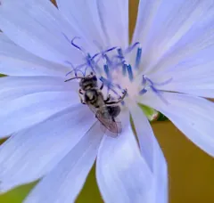 ground cherry sweat bee thumbnail 1