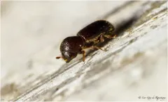 Black Stem Borer thumbnail 4