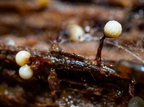 Cribraria rufa
