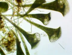 Stentor polymorphus thumbnail 4