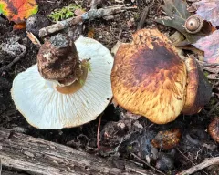 False Matsutake thumbnail 1